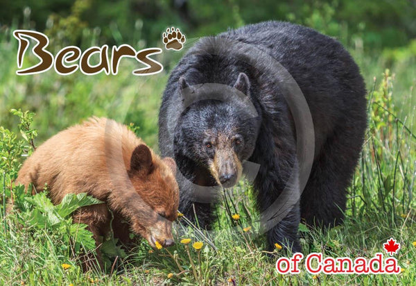 Bears of Canada Metal Magnet – KolorKard Souvenirs