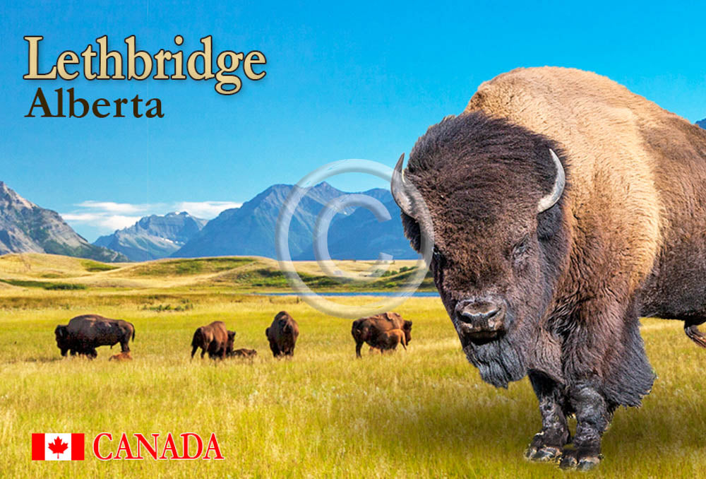 Bison Lethbridge Metal Magnet