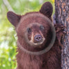 Black Bear Cub Luncheon Napkin