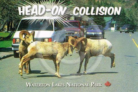 Waterton Head-On 4x6 Card