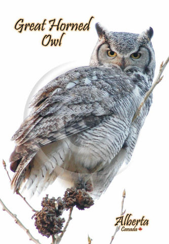 Horned Owl 4x6 Card