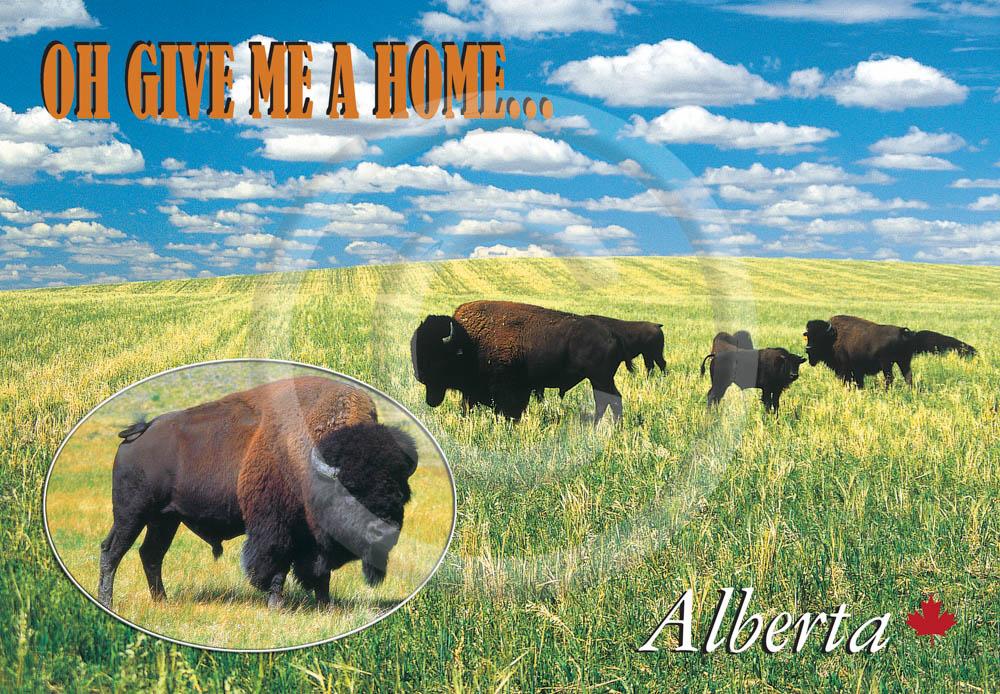 Bison Home  4x6 Card