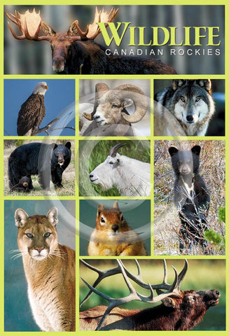 Wildlife 4x6 Card