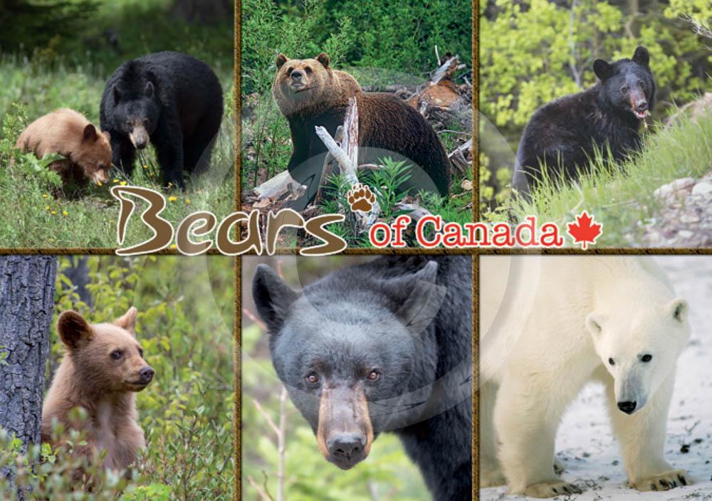 Bears of Canada 5x7 Card