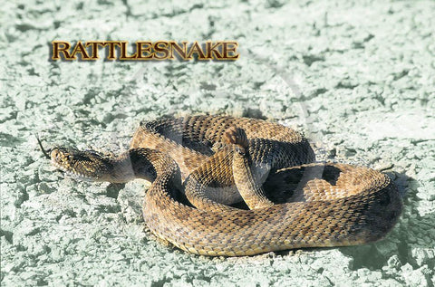 Rattlesnake 4x6 Card