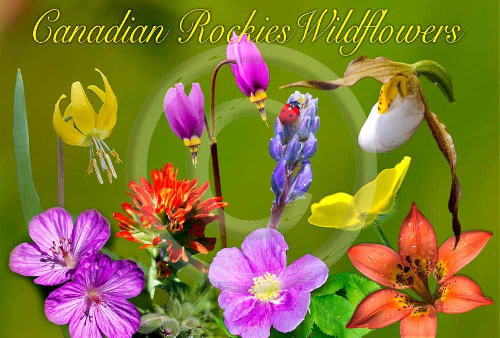 Wildflowers Canadian Rockies Metal Magnet